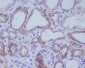 Anti-ACE2 Rabbit Monoclonal Antibody